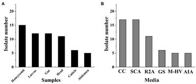 Diversity and antibacterial potential of the Actinobacteria associated with Apis mellifera ligustica